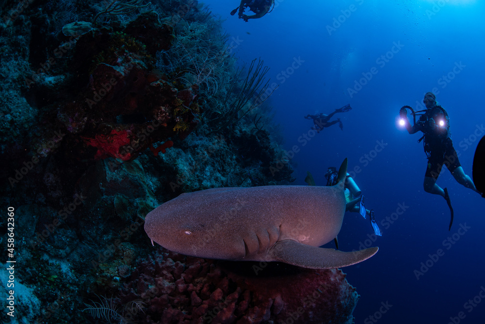 Fototapeta premium A nurse shark swimming by divers