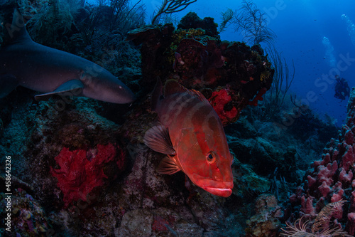 A large nassau grouper and a shark on the reef  photo