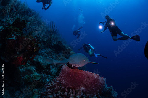scuba diver with nurse shark 