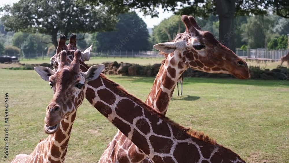 Three Giraffe Eating Hay at Africa Alive, Lowestoft, Norfolk. Three Giraffe Eating Hay at Africa Alive, Lowestoft, Norfolk.