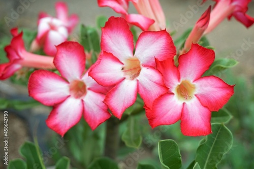 pink Adenium obesum flower in nature garden