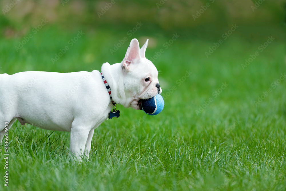 one white frenchie bulldog with a ball in the mouth