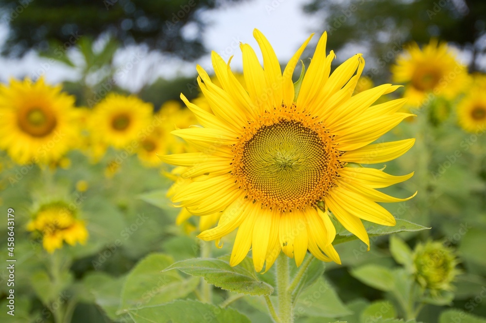 yellow sunflower in nature garden