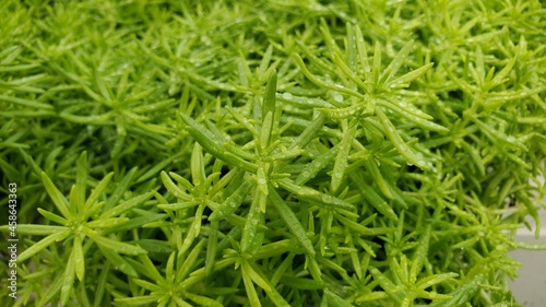 Cropped shot of fresh green sedum plants wet with dew