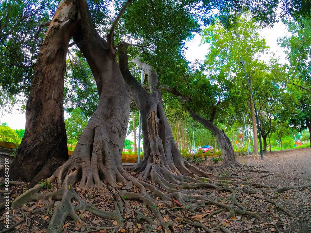 Obraz premium arboles raices