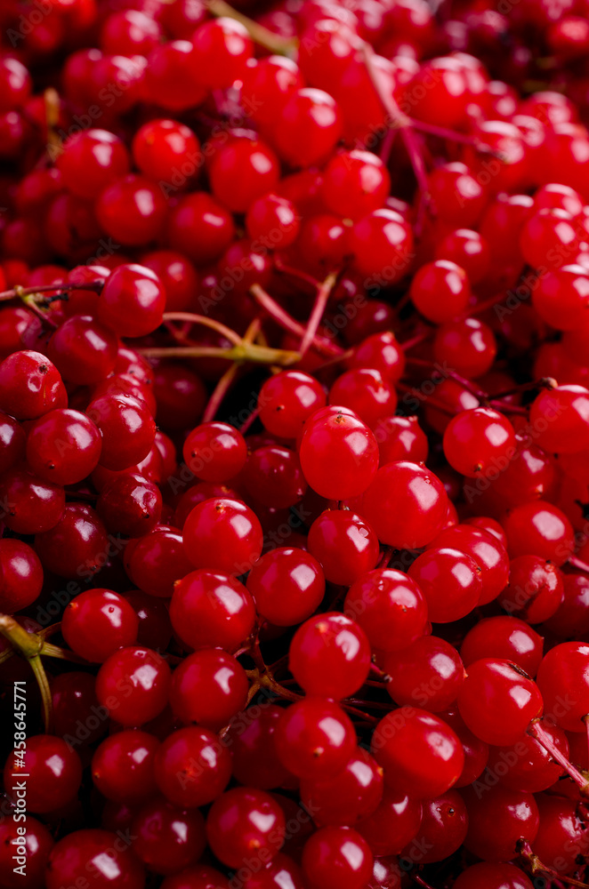 Background red viburnum berries. Background red viburnum berries.