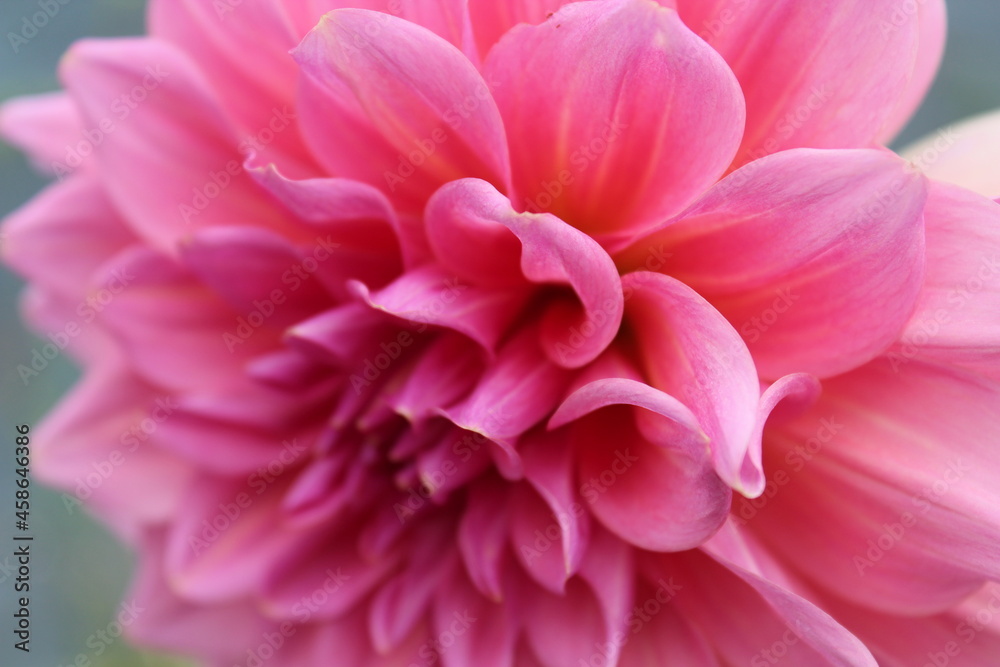 top side angle of a pink dahlia top side angle of a pink dahlia