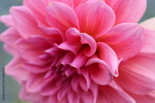 top side angle of a pink dahlia © Michael