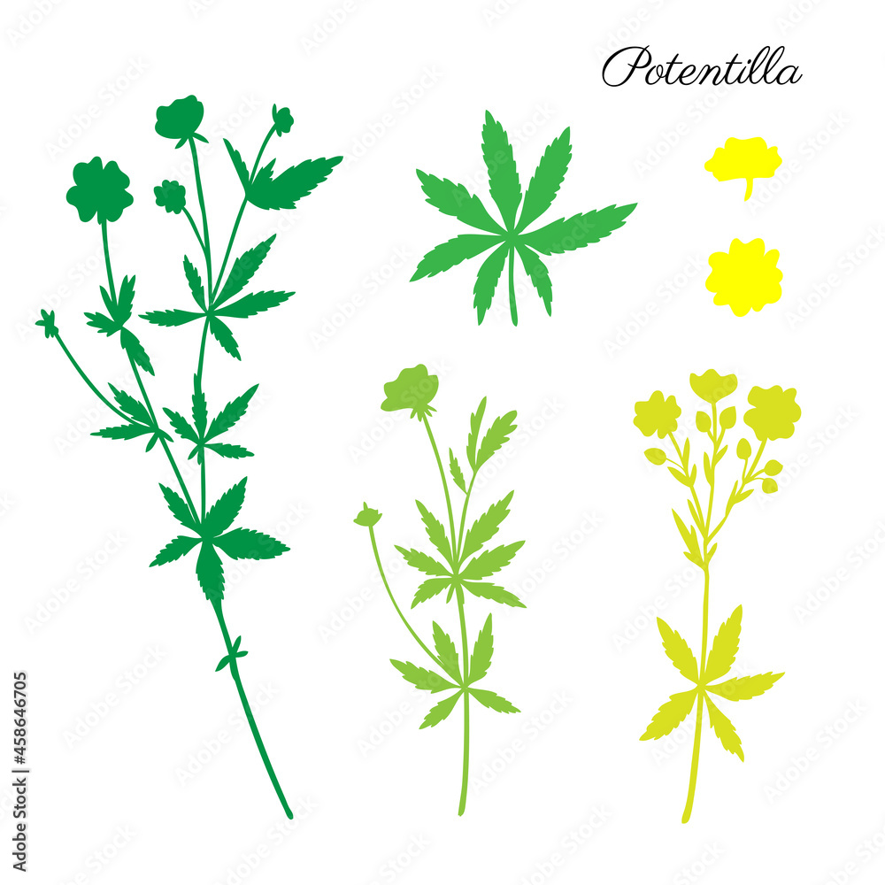 Cinquefoil flower, potentilla erecta, bloodroot vector hand drawn colorful illustration isolated on white, decorative herbal doodle silhouette, medical herb set for design cosmetic, natural medicine