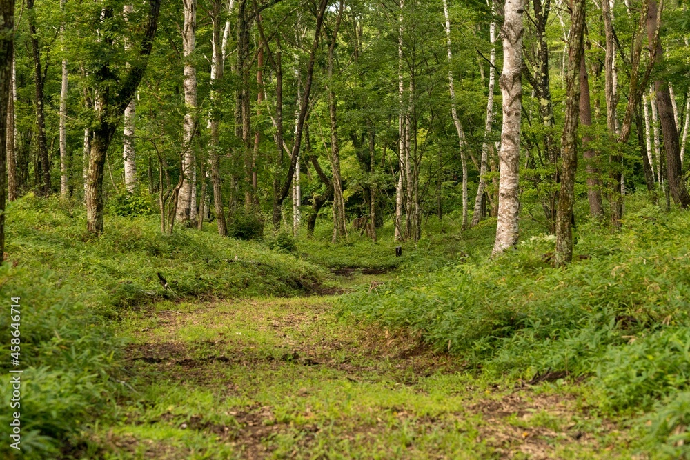 Obraz premium 八ヶ岳キャンプ