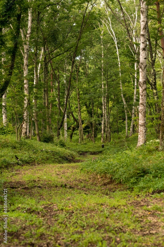 Fototapeta premium 八ヶ岳キャンプ