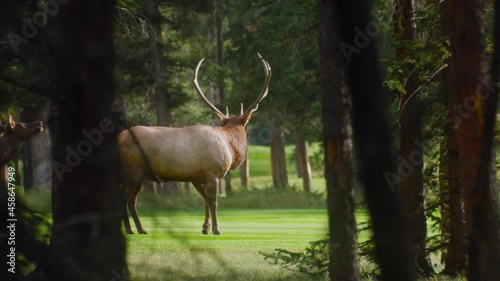 Wallpaper Mural Elk bull male snapping at female Torontodigital.ca