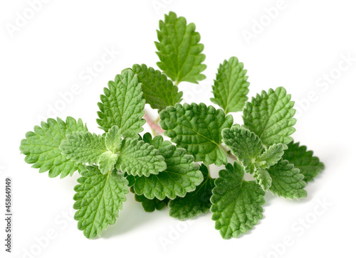 fresh catmint isolated on the white background