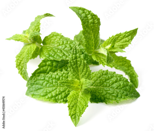 fresh curled mint isolated on the white background