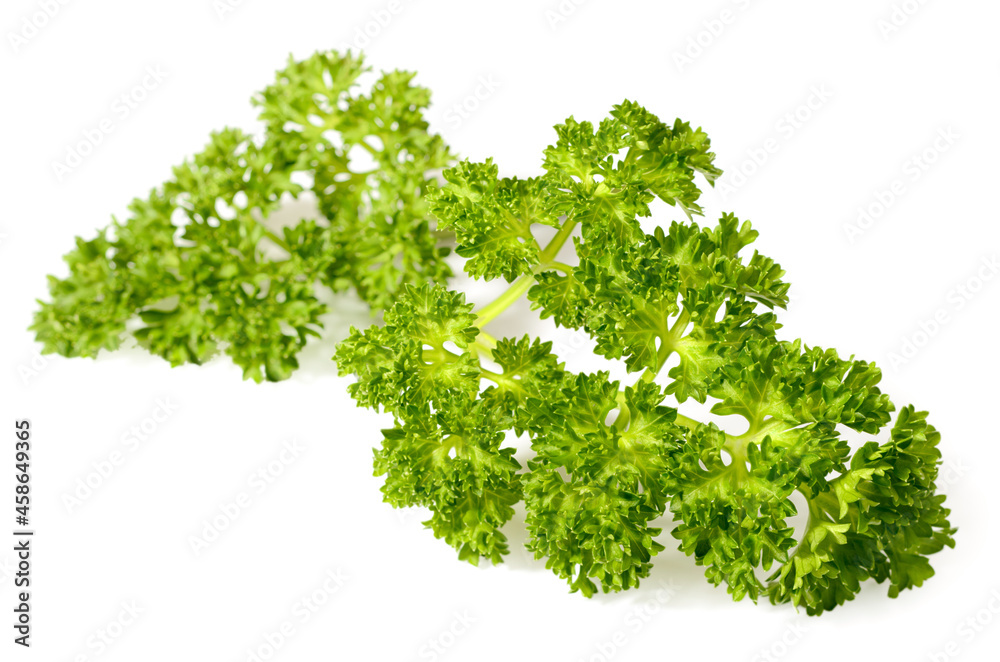 curly-leaf parsley isolated on the white background curly-leaf parsley isolated on the white background