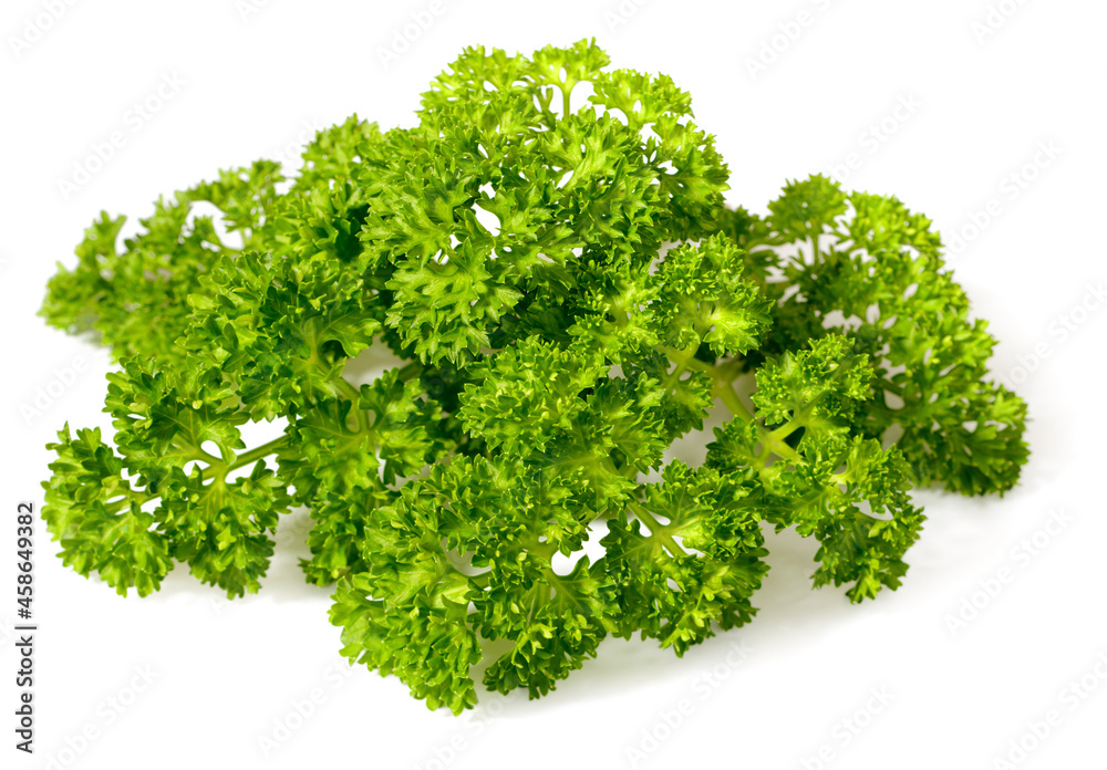 curly-leaf parsley isolated on the white background curly-leaf parsley isolated on the white background
