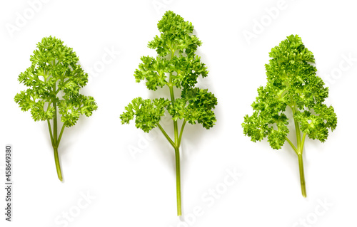 curly parsley isolated on the white background, top view