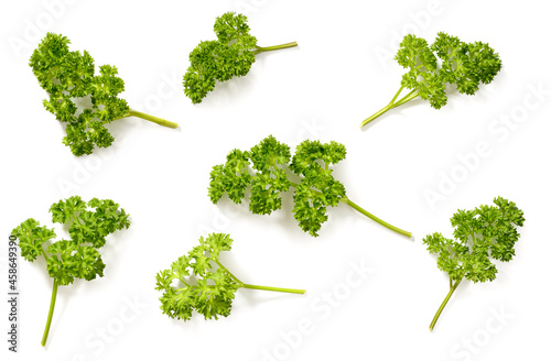 curly parsley isolated on the white background  top view