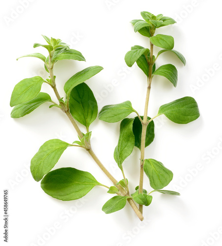 fresh marjoram herb isolated on the white background, side view
