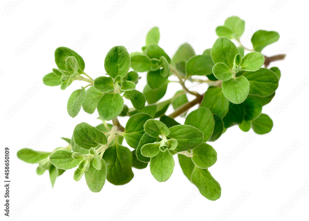 fresh sweet marjoram herb isolated on the white background fresh sweet marjoram herb isolated on the white background