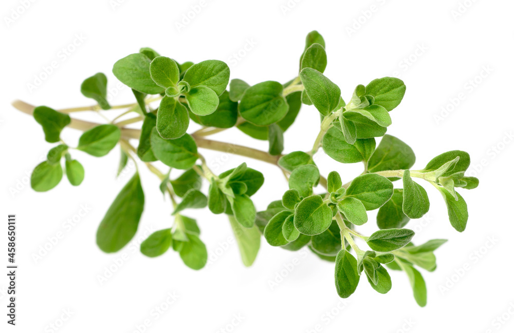 fresh sweet marjoram herb isolated on the white background fresh sweet marjoram herb isolated on the white background
