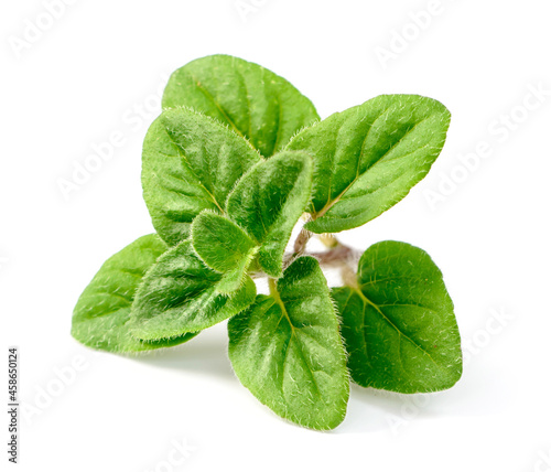 fresh oregano herb isolated on the white background photo