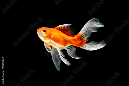 beauty koi fish swimming on black background