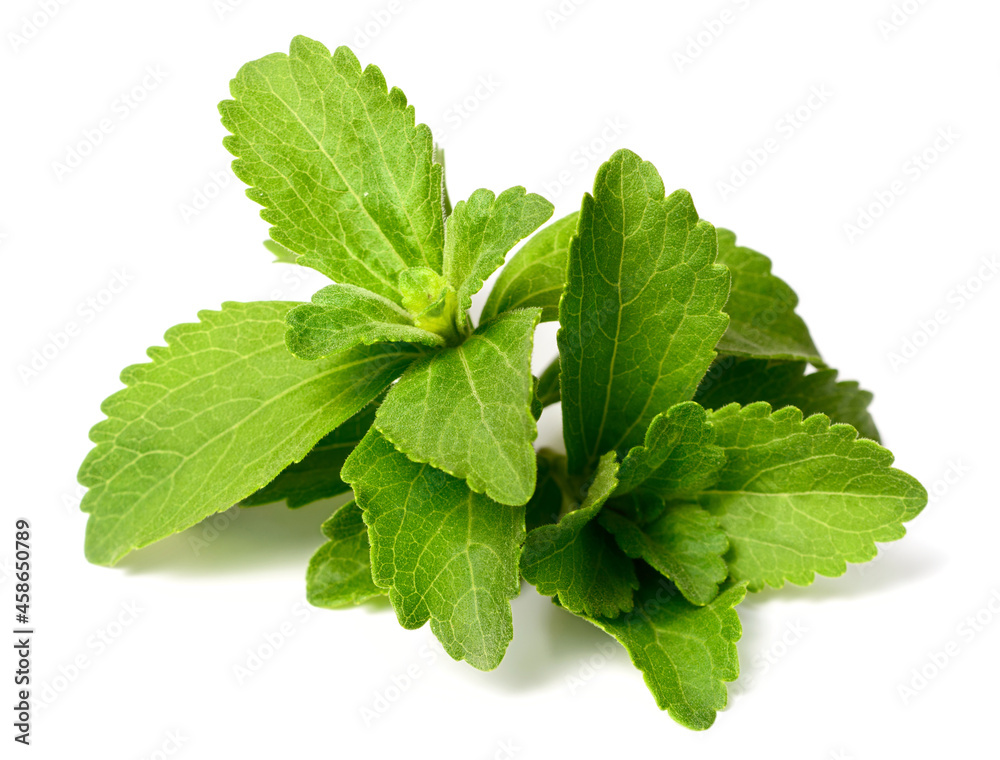 close up of fresh stevia isolated on the white background close up of fresh stevia isolated on the white background