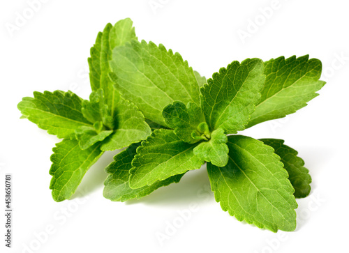 close up of fresh stevia isolated on the white background
