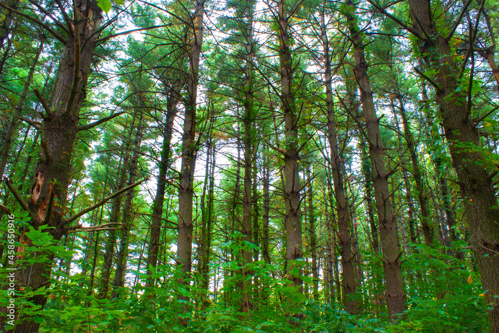 Tall Pine Trees In An Illinois Forest