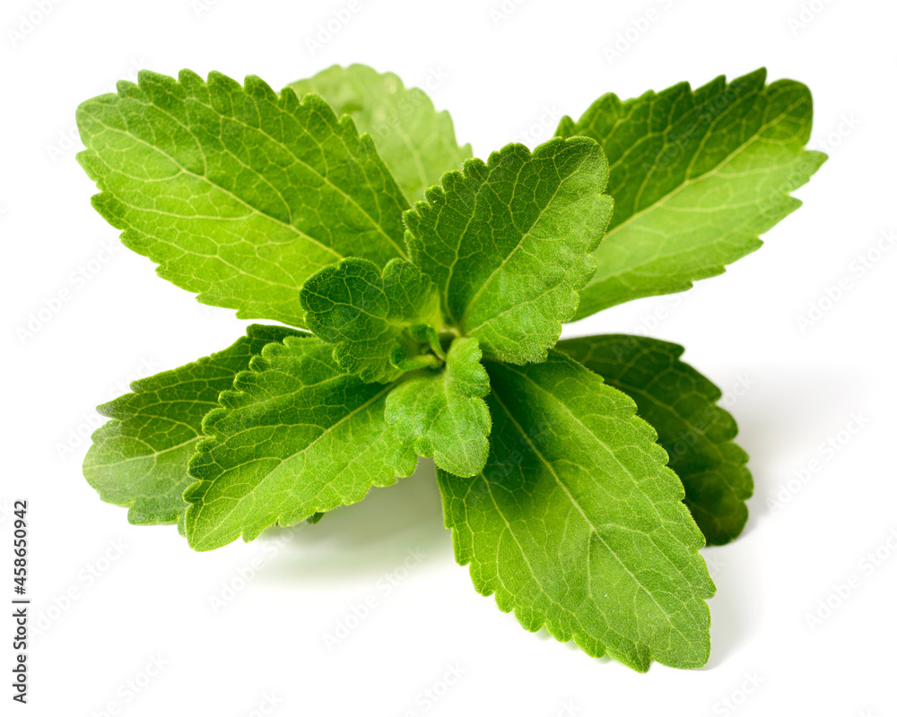 close up of fresh stevia isolated on the white background close up of fresh stevia isolated on the white background
