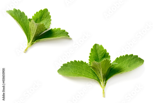 close up of fresh stevia isolated on the white background photo