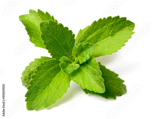 close up of fresh stevia isolated on the white background