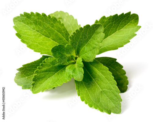 close up of fresh stevia isolated on the white background