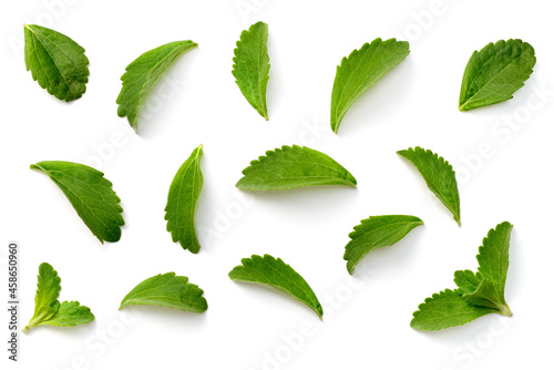 fresh stevia leaves isolated on white background, top view photo