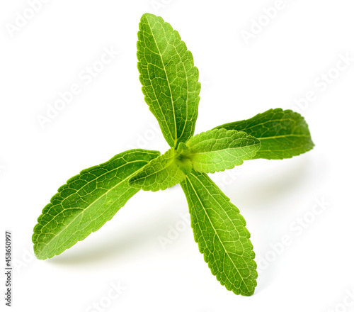 fresh stevia isolated on white background