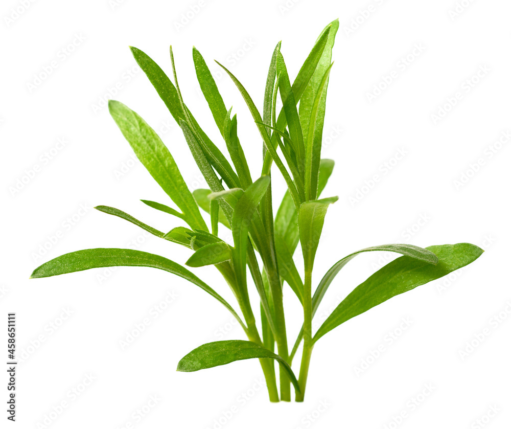 Fototapeta premium fresh tarragon herb isolated on the white background