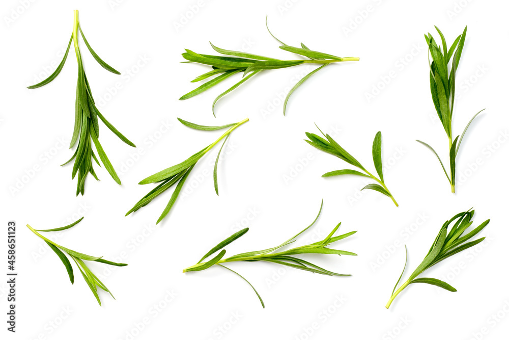 fresh tarragon herb isolated on the white background, top view - obrazy, fototapety, plakaty 