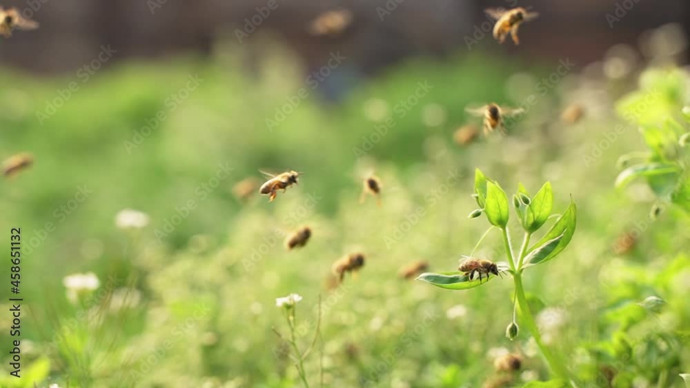 4k slow motion of swarm of bees flying on the sunny bright spring grass field insect in the nature clip 4k slow motion of swarm of bees flying on the sunny bright spring grass field insect in the nature clip