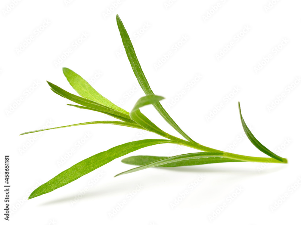 Fototapeta premium fresh tarragon herb isolated on the white background