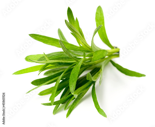 fresh tarragon herb isolated on the white background