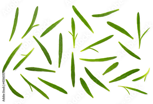 fresh tarragon leaves isolated on the white background, top view