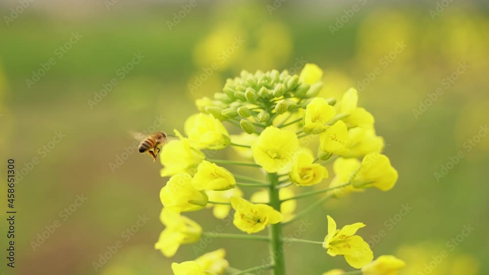 4K slow motion one honey bee collects nectar on a rape flower in full bloom Close-up of a bee flying around a yellow rapeseed flower to spread pollen and insect pollination