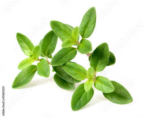 fresh thyme herb isolated on the white background