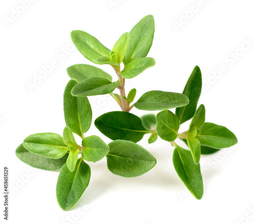 fresh thyme herb isolated on the white background