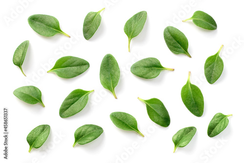 fresh thyme leaves isolated on the white background