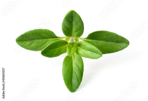fresh thyme herb isolated on the white background