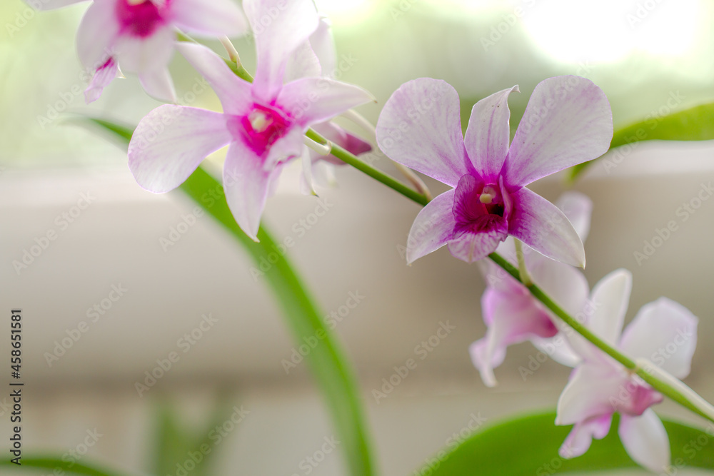 A sprig of Dendrobium orchid has a nobile type with purple and white flowers A sprig of Dendrobium orchid has a nobile type with purple and white flowers