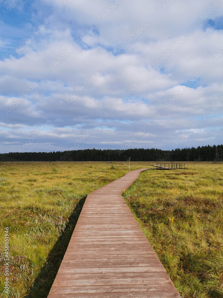 An observation deck on a wooden deck over a swamp with yellow grass, against a beautiful sky with clouds. An observation deck on a wooden deck over a swamp with yellow grass, against a beautiful sky with clouds.