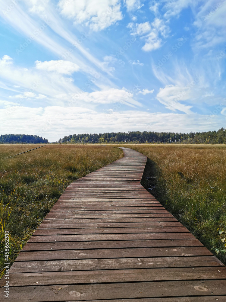 A winding wooden deck over a swamp with yellowed grass, going to the forest, against a beautiful sky with clouds.